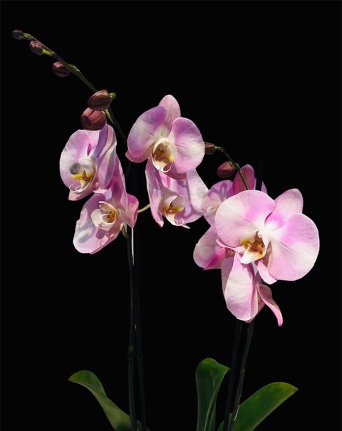Orchidées de couleurs