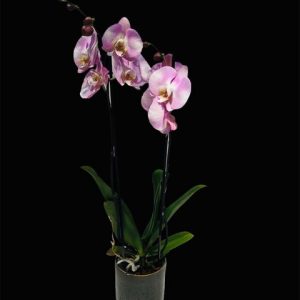 orchidées de couleurs